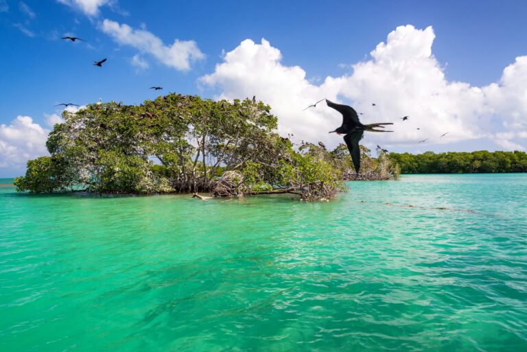 frigatebirds-and-mangroves