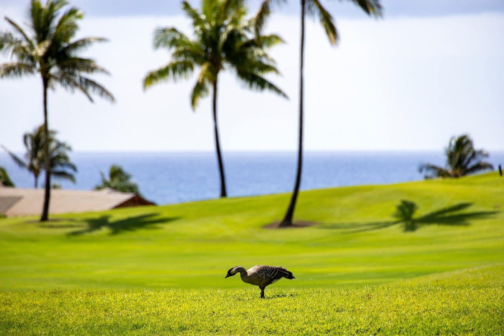 Rmoceanfrontrentals Hawaii Hale O Ka Nene
