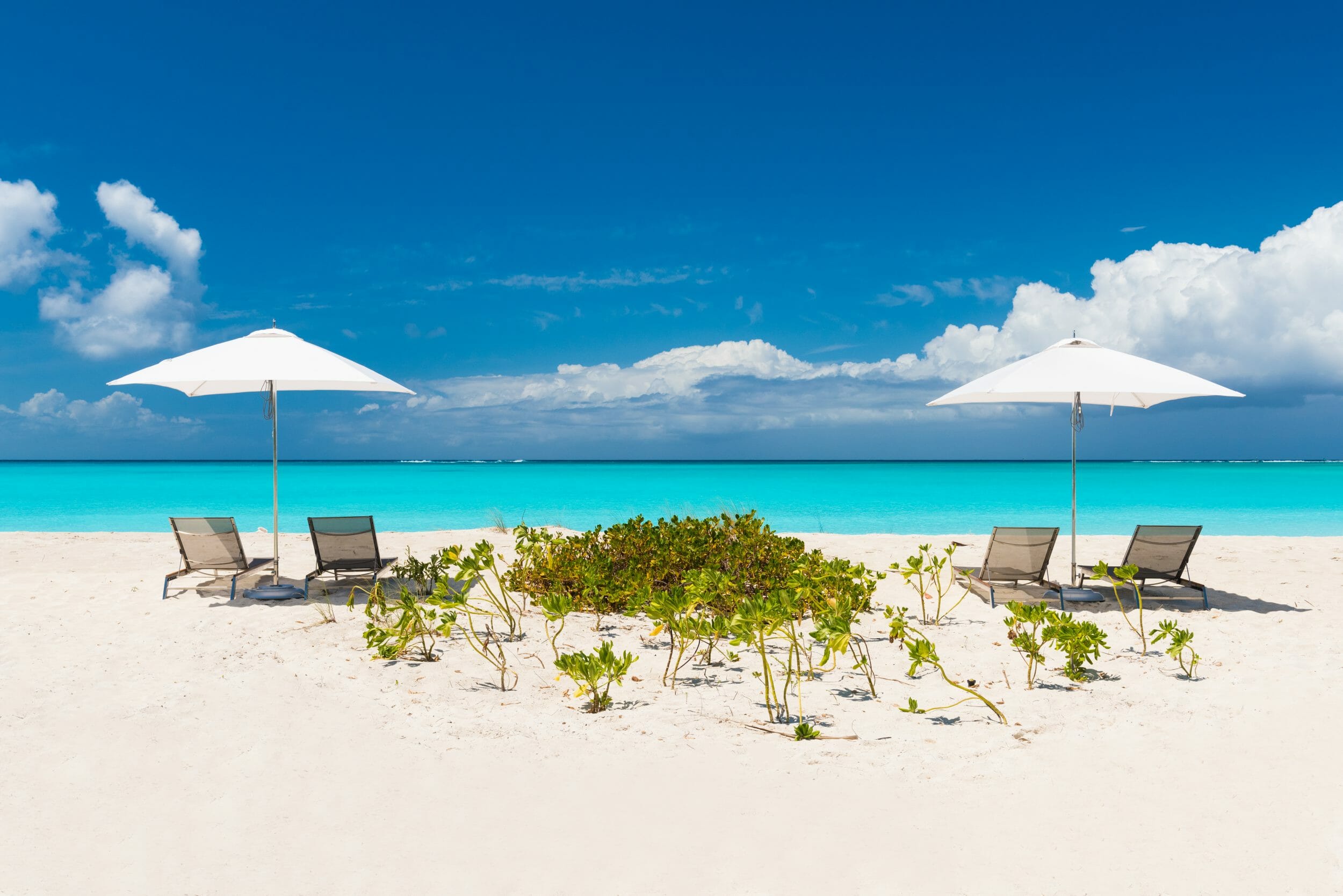 hawksbill turks & caicos (30)